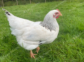 Free! 5 Adult Hens to Rehome