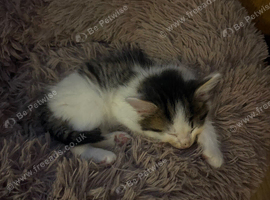 3 beautiful kittens