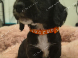 Working Cocker Spaniel Puppies Ready for Homes