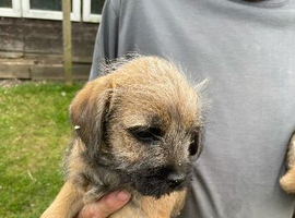 Boarder terrier dog