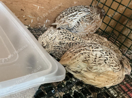 Jumbo quail eggs and quail
