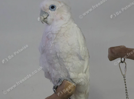 Ducorpes Cockatoo