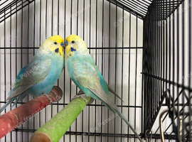 2 budgies and cage