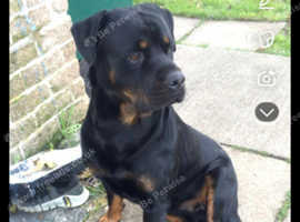 Rottweiler aged 2  and half for stud