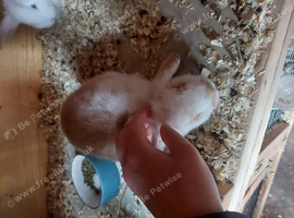 Mini lop girls