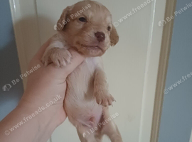 Cocker spaniel x chihuahua x puppies.