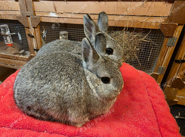 Netherland dwarfs