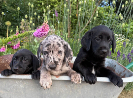 Beautiful "Aussiedor" Puppies Now Ready