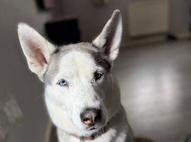Female HUSKY 6 years old