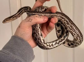 female corn snake