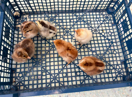 Wellsummer chicks