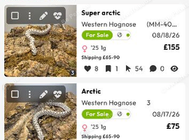 Western Hognose for sale