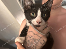 12 week old male kitten