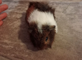 Baby guinea pigs