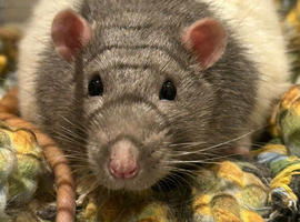 Rats