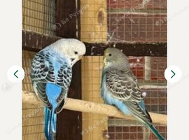 Baby budgies