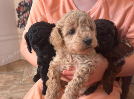 Cavapoo puppies