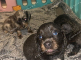 DACHSHUND PUPPIES FOR FOREVER HOMES
