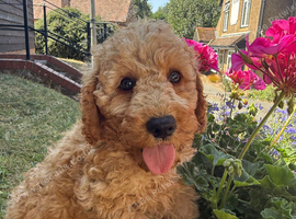 DNA health tests miniature Poodles