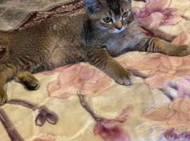 British shorthair x kitten