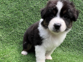 Australian Shepherd Puppies