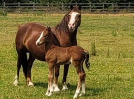 Welsh sec c mare