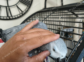 African grey parrot