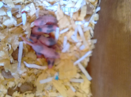 Fancy Mice