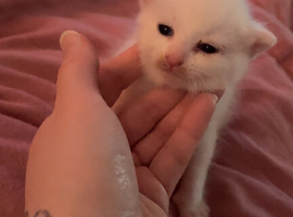 4 beautiful kittens