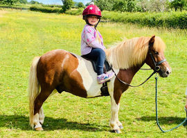 A Superstar Shetland.