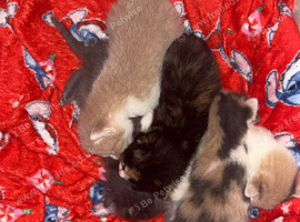 Beautiful kittens