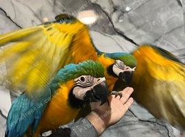 Hand-Rearing Stunning Baby Blue & Gold Macaw