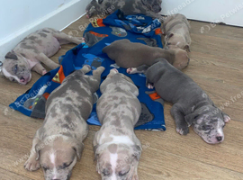 7 puppies available