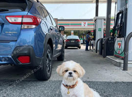 Female Shih Tzu 3years old.