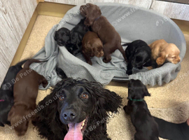 Fully Kc registered cocker spaniel puppies