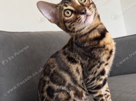 2 left!!!  5 BENGAL KITTENS
