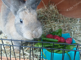 6 month old doe