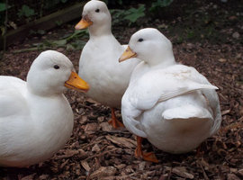 QUALITY CALL DUCKLINGS FOR SALE.