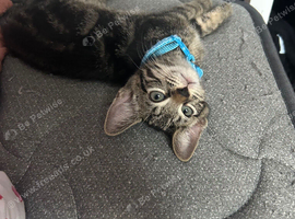 Last male kitten ready to go