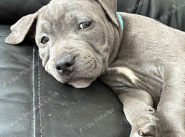 Stunning Blue Staffordshire bull terrier boy kc registered