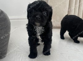 Cavapoo puppies