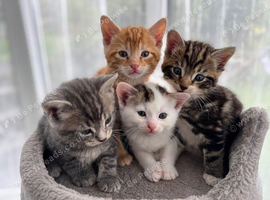 Kittens