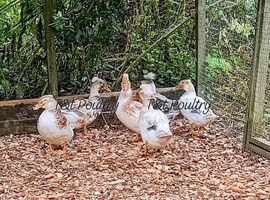 Trios Crested Bantam Ducks aka Crested Miniature Appleyard