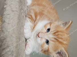 Kittens