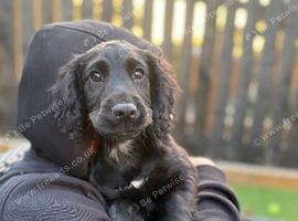 Cocker Spaniel Puppy