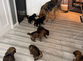 Glenconner German shepherds