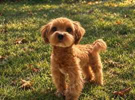 Korean Maltipoo. DNA tested parents. Ready Now