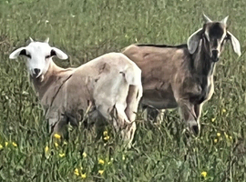 Goats kids for sale