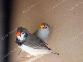 Zebra Finch Crested