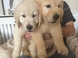 2 Beautiful Golden Retriever Pups for sale
